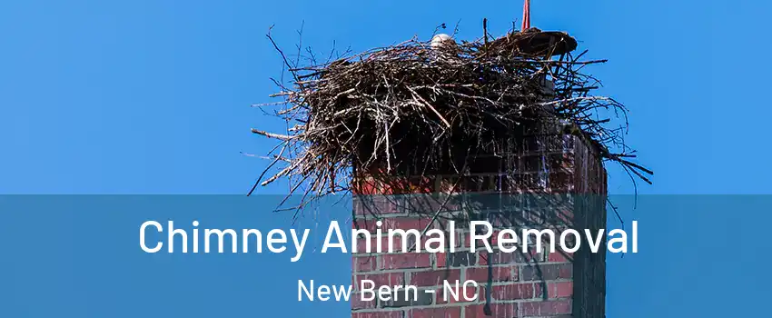  Chimney Animal Removal New Bern - NC