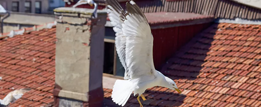 Residential Chimney Animal Removal Solution in New Bern, NC