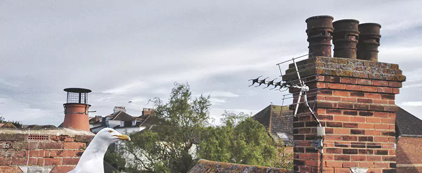 Chimney Cleaning And Restoration in New Bern, North Carolina